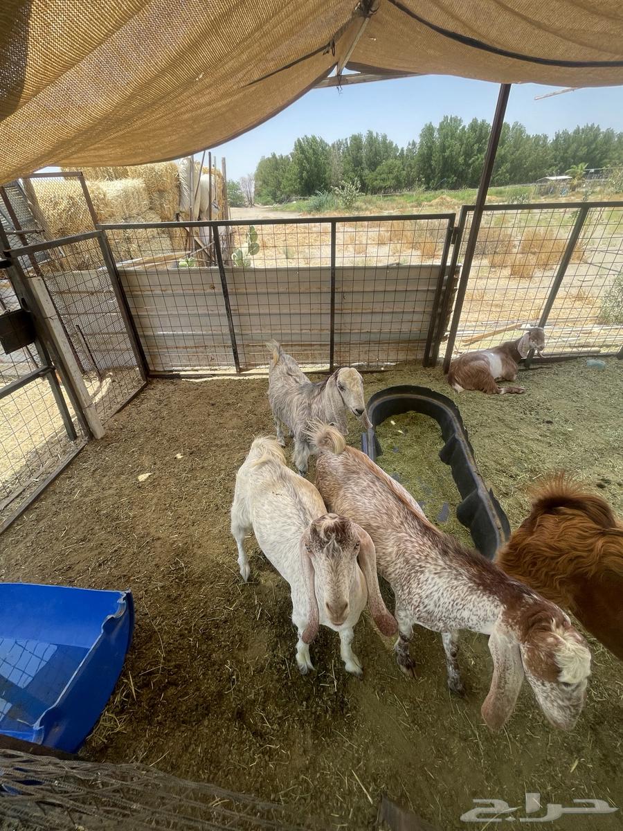 Goats for sale63676563030018110