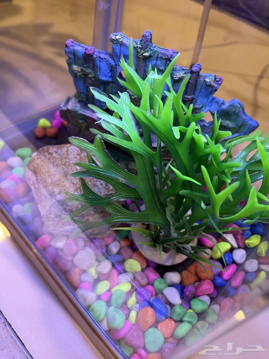 New, lightweight, and easy-to-clean fish tank for sale63679744341891111