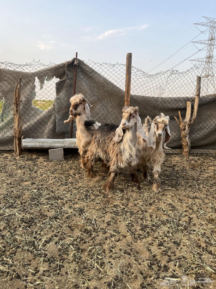 للبيع تيوس عوارض صنف63699299386370112