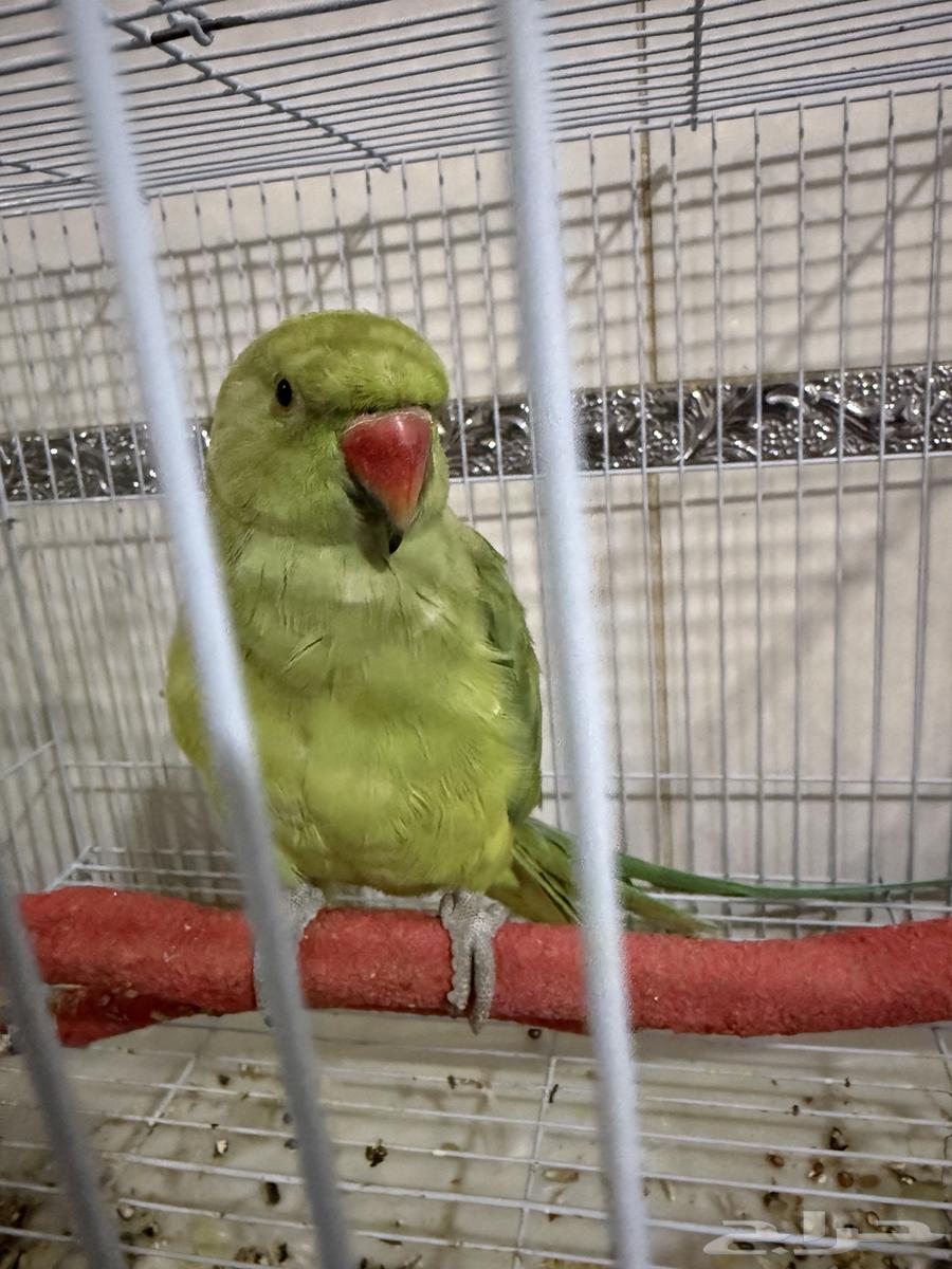 ببغاء دره للبيع63676994314498112