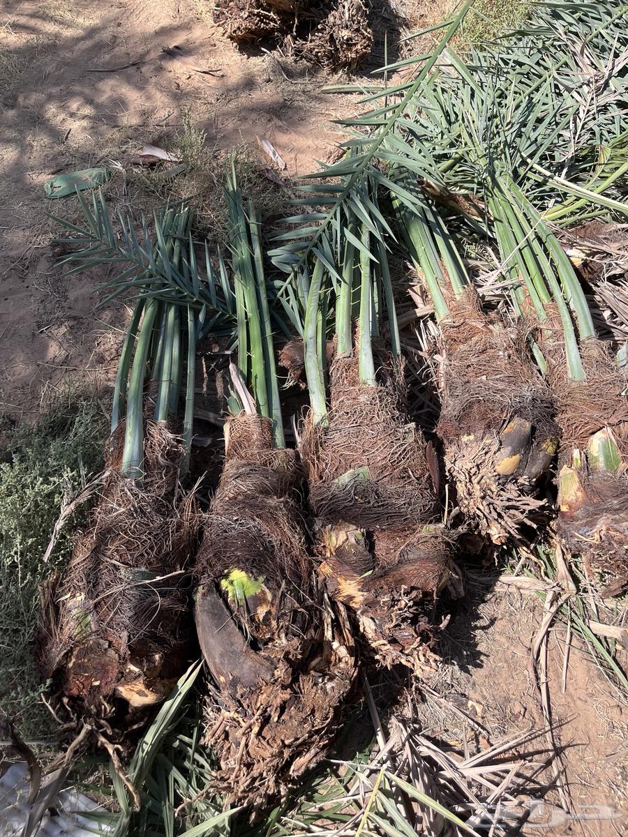 Date palms for sale, Sukkari and Majdool, Iklas, Sakkari63679333703554111
