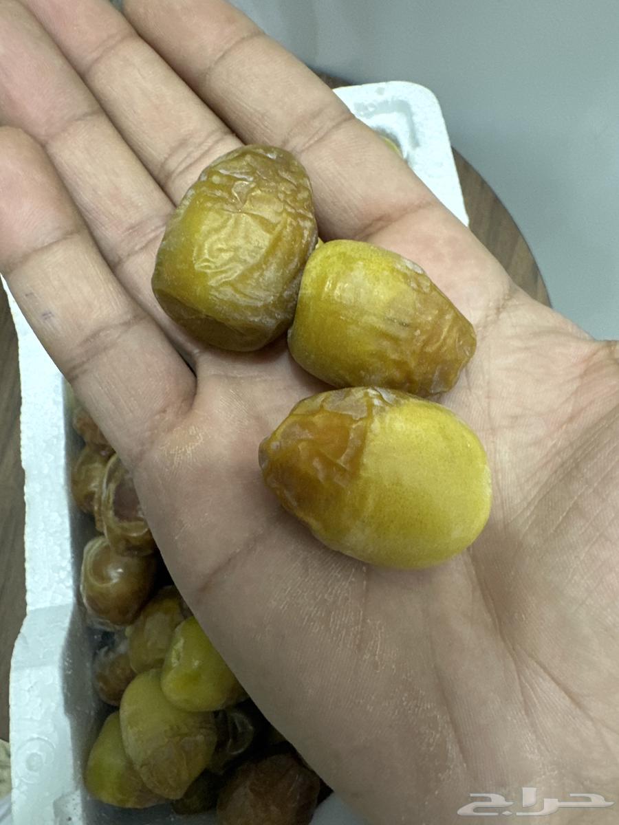للبيع رطب كعيمره63676204603649112