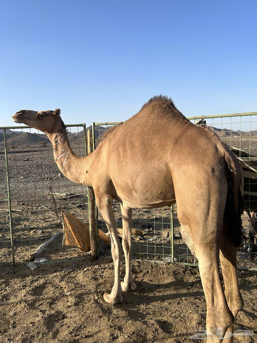 Red coastal mare on a Darab Minout Al-Qani, price limit 580063678027913474110