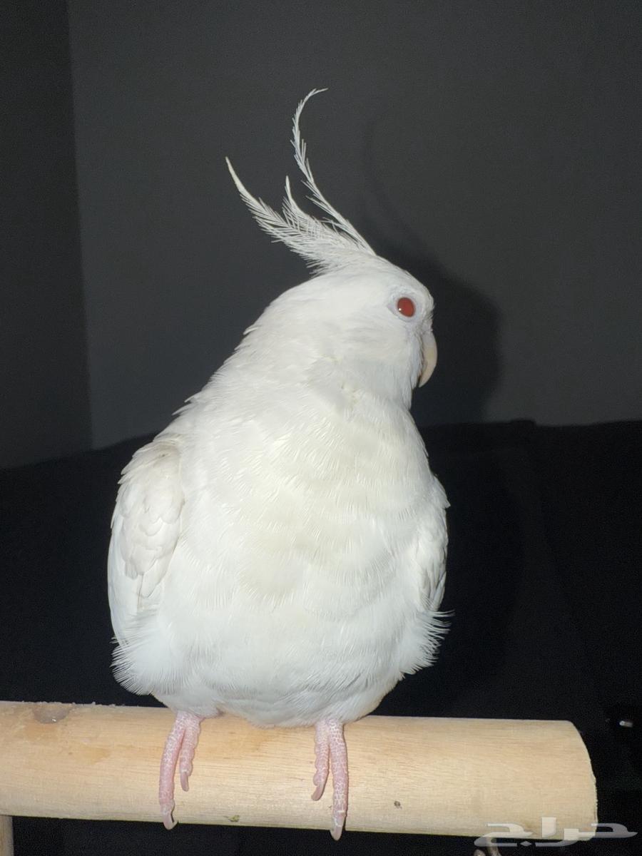 Talking and threatening Bulbul bird63679835282435111