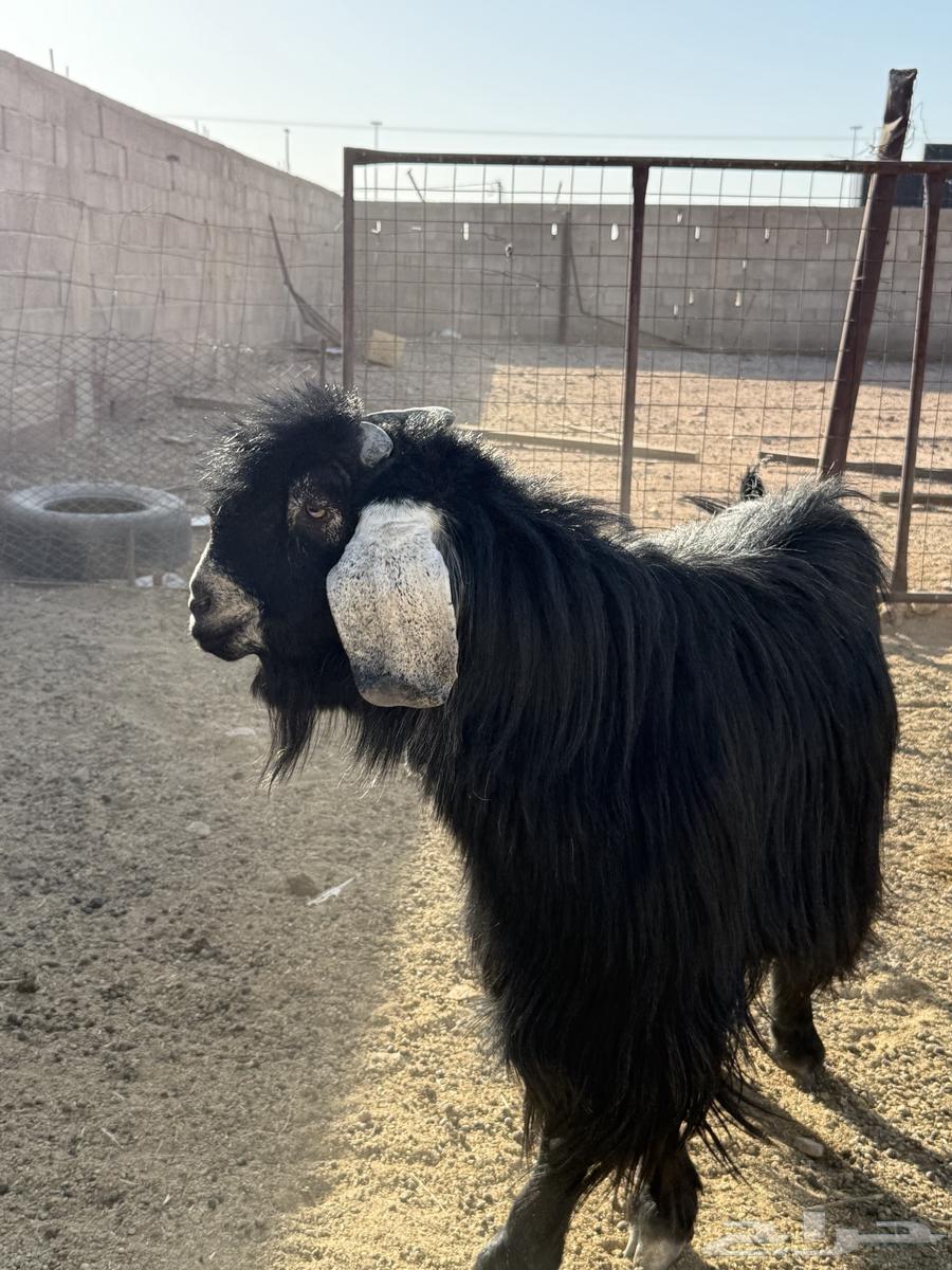 Goat for sale, excellent63678109065091110