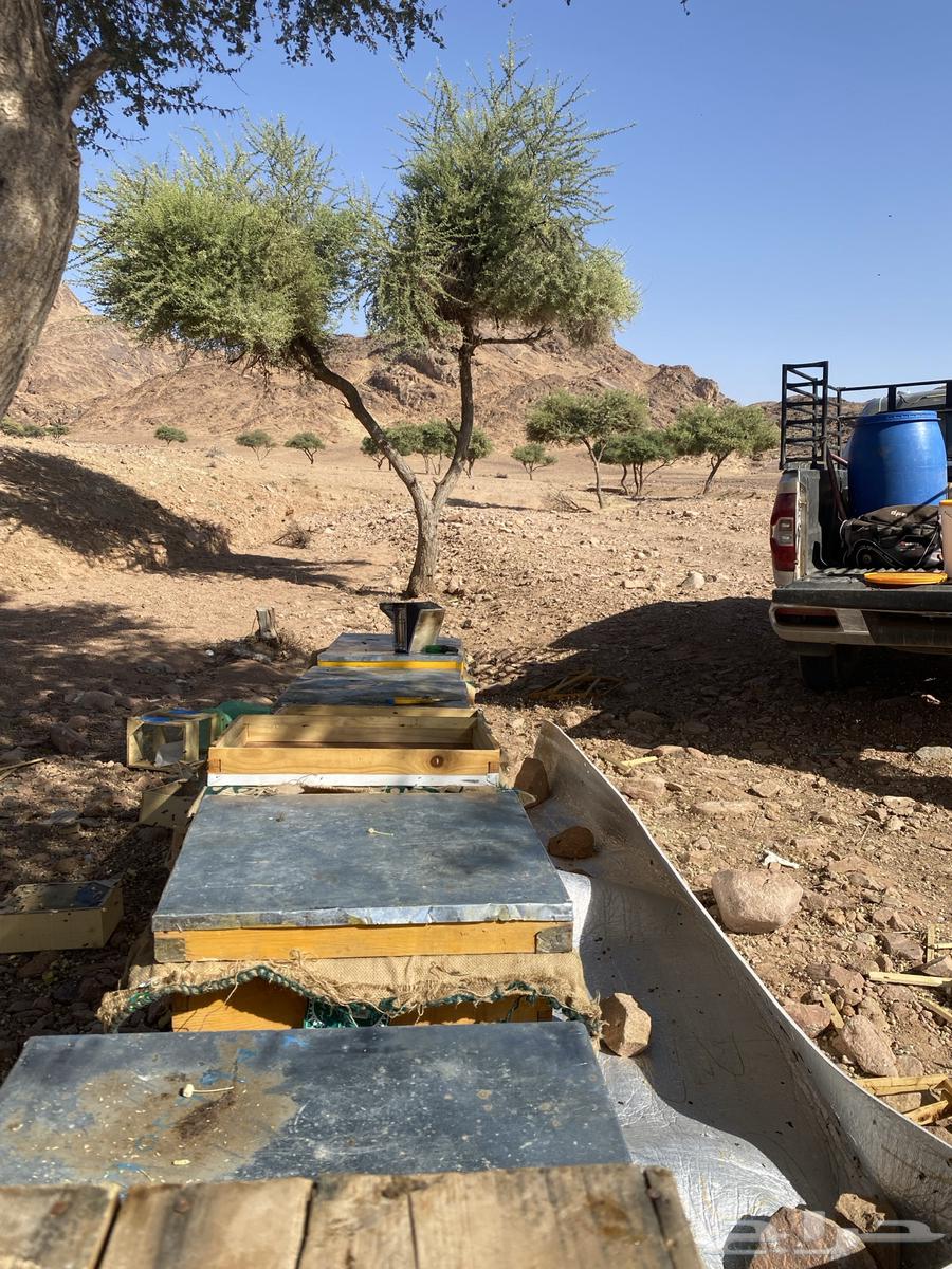 Hail Sidr Honey, Don't Pay a Single Riyal63679655799554113