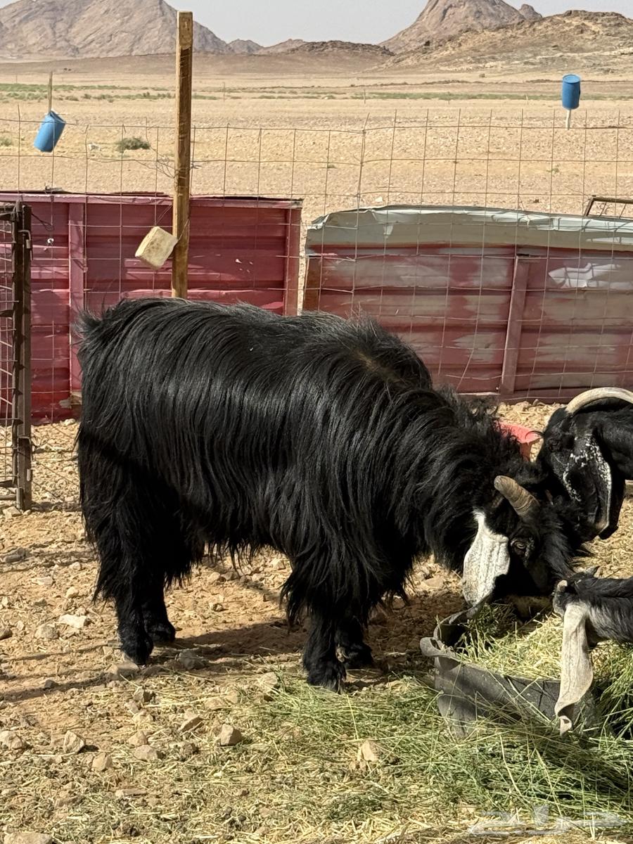 Goat for sale, excellent63678109065091111