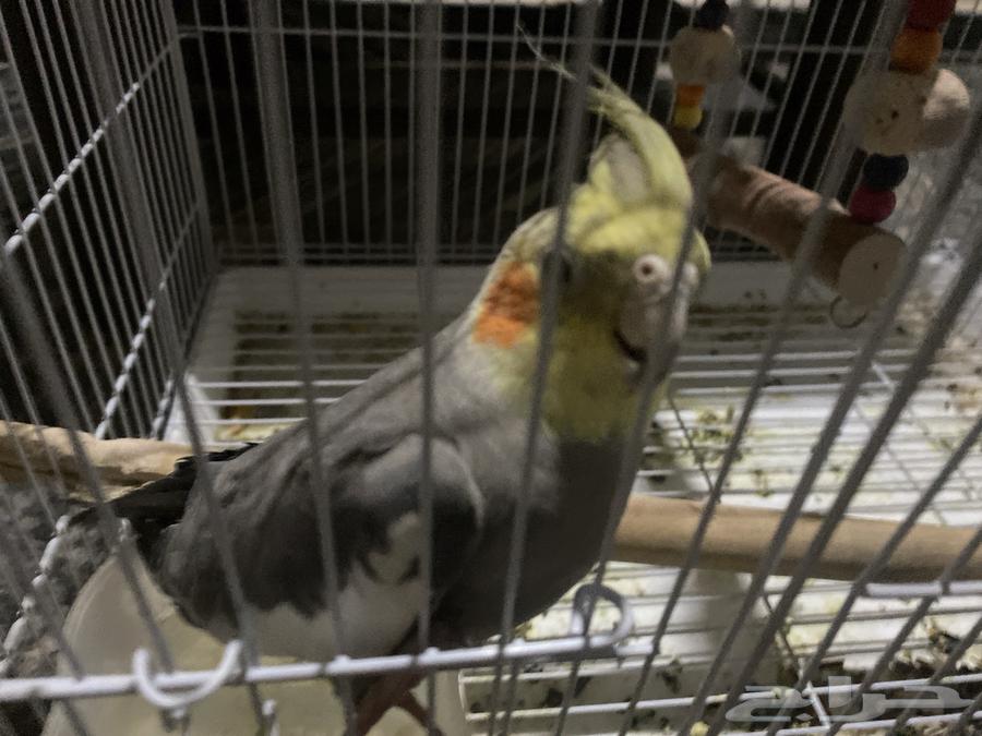 كروان اللييع63676112370305111
