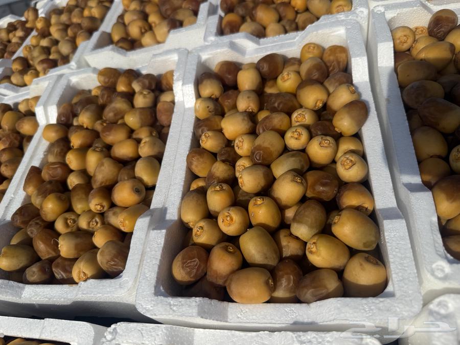 روثاانه المدينه63698993579009112