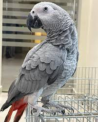 مطلوب كاسكو63676469917058110