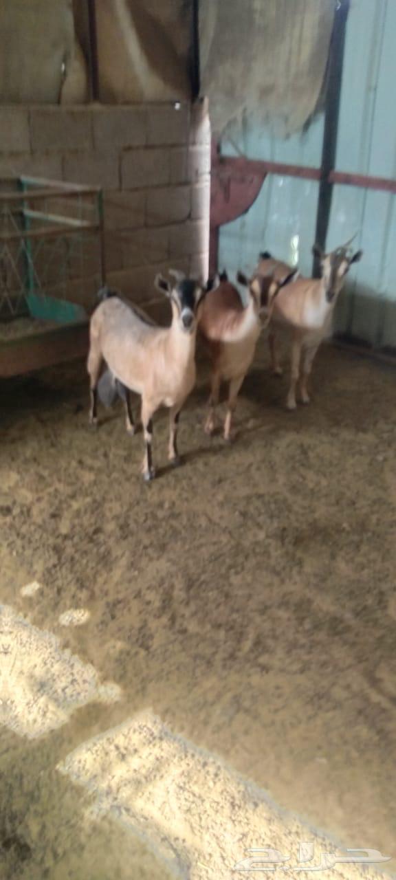 معزا جنوبيات63678027788419112