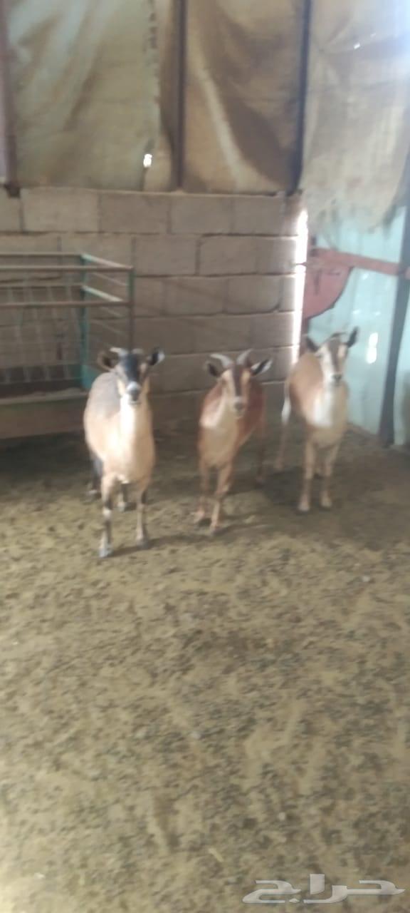 معزا جنوبيات63678027788419113