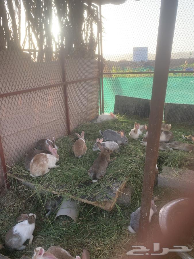 أرانب للبيع63678927120387113