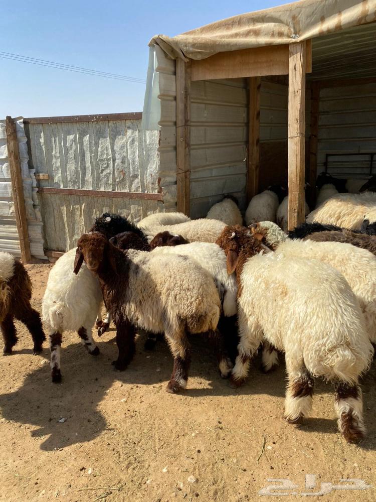 Naaimi sheep with home delivery available, either live or slaughtered63676024850307110