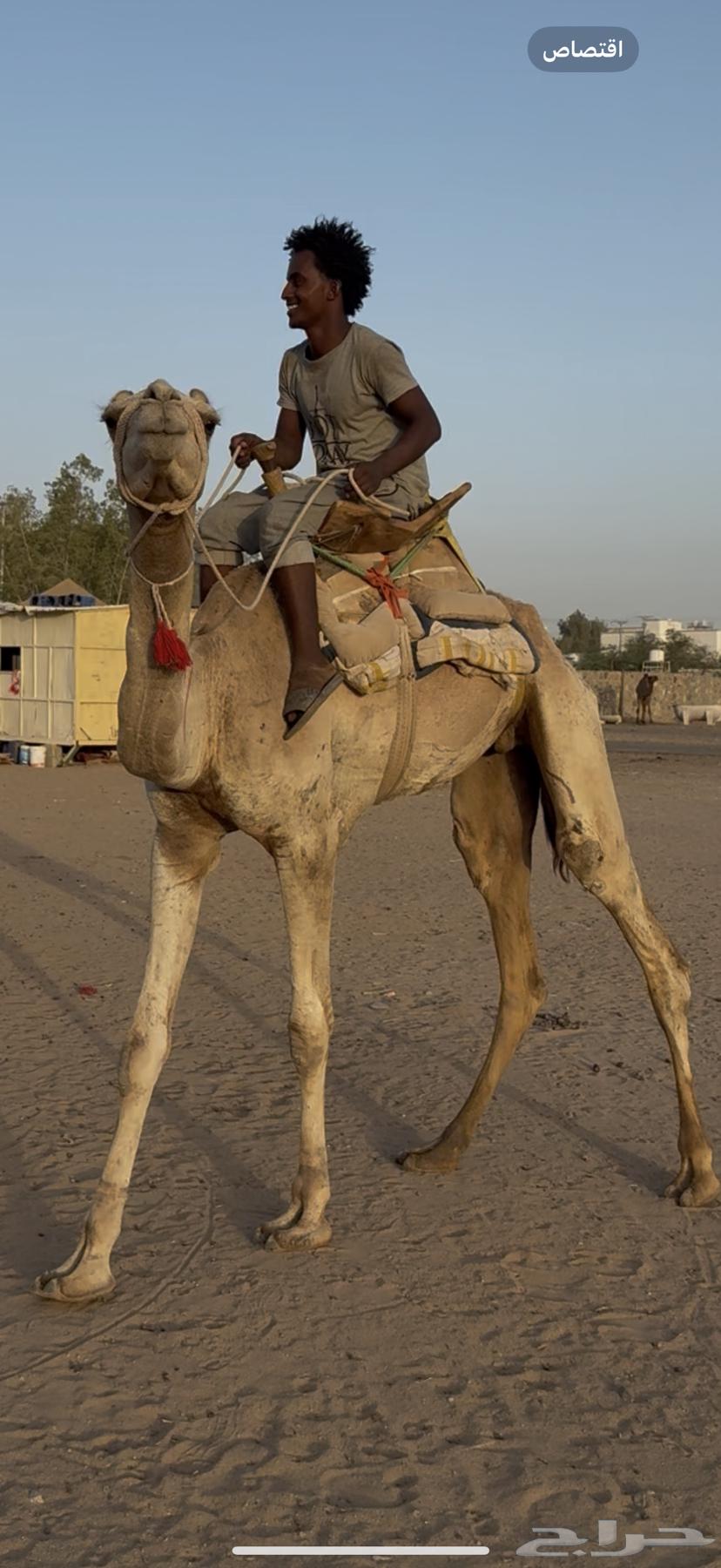 للبيع ركبي حر جذع طايع شرط (( تم البيع ))63681000993665114