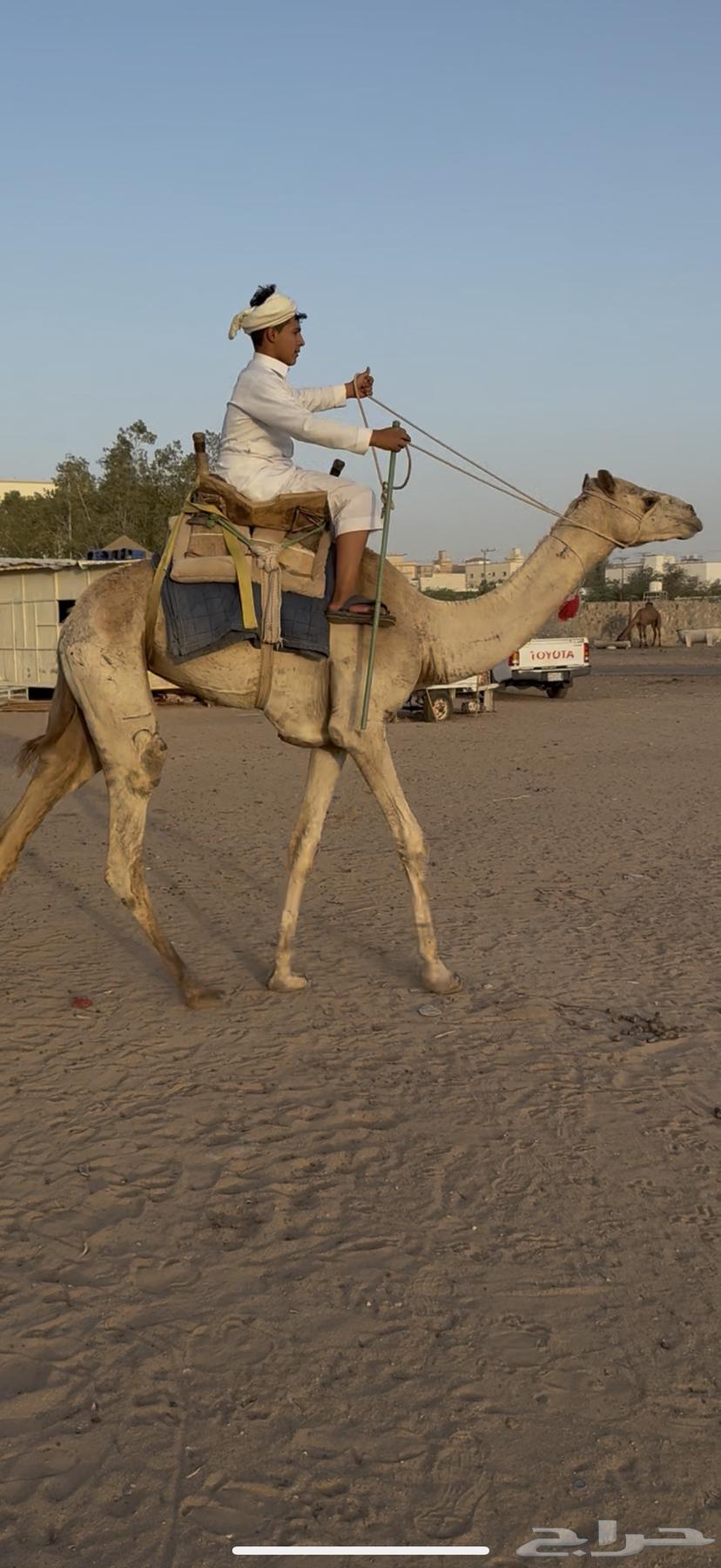 للبيع ركبي حر جذع طايع شرط (( تم البيع ))63681000993665112