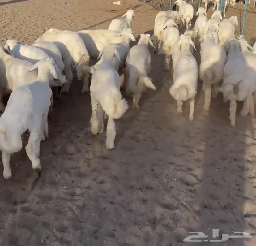 Italian sheep sold, click follow to receive all updates63680641406081112