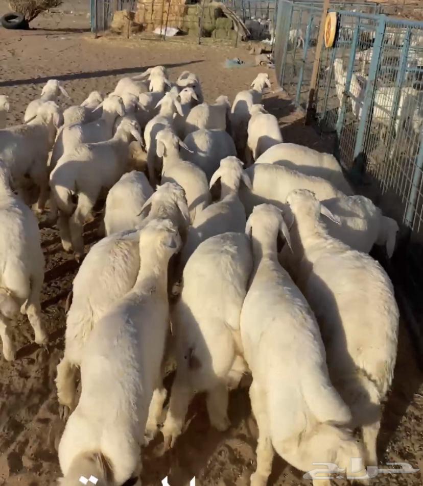 Italian sheep sold, click follow to receive all updates63680641406081111