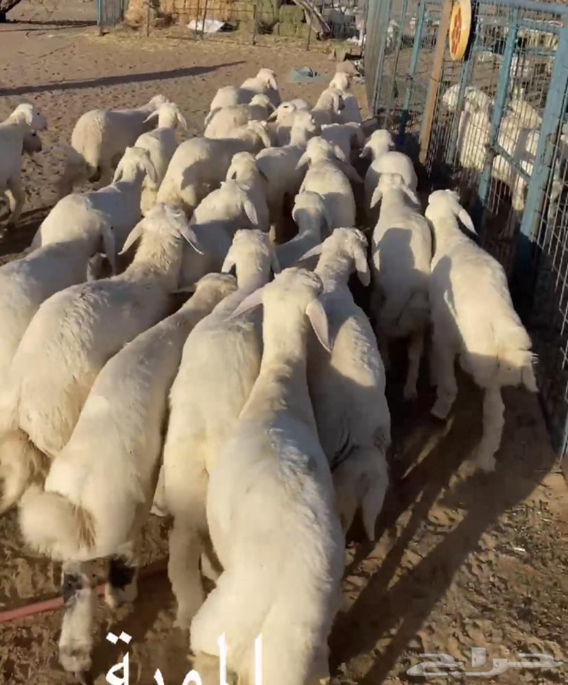 Italian sheep sold, click follow to receive all updates63680641406081110