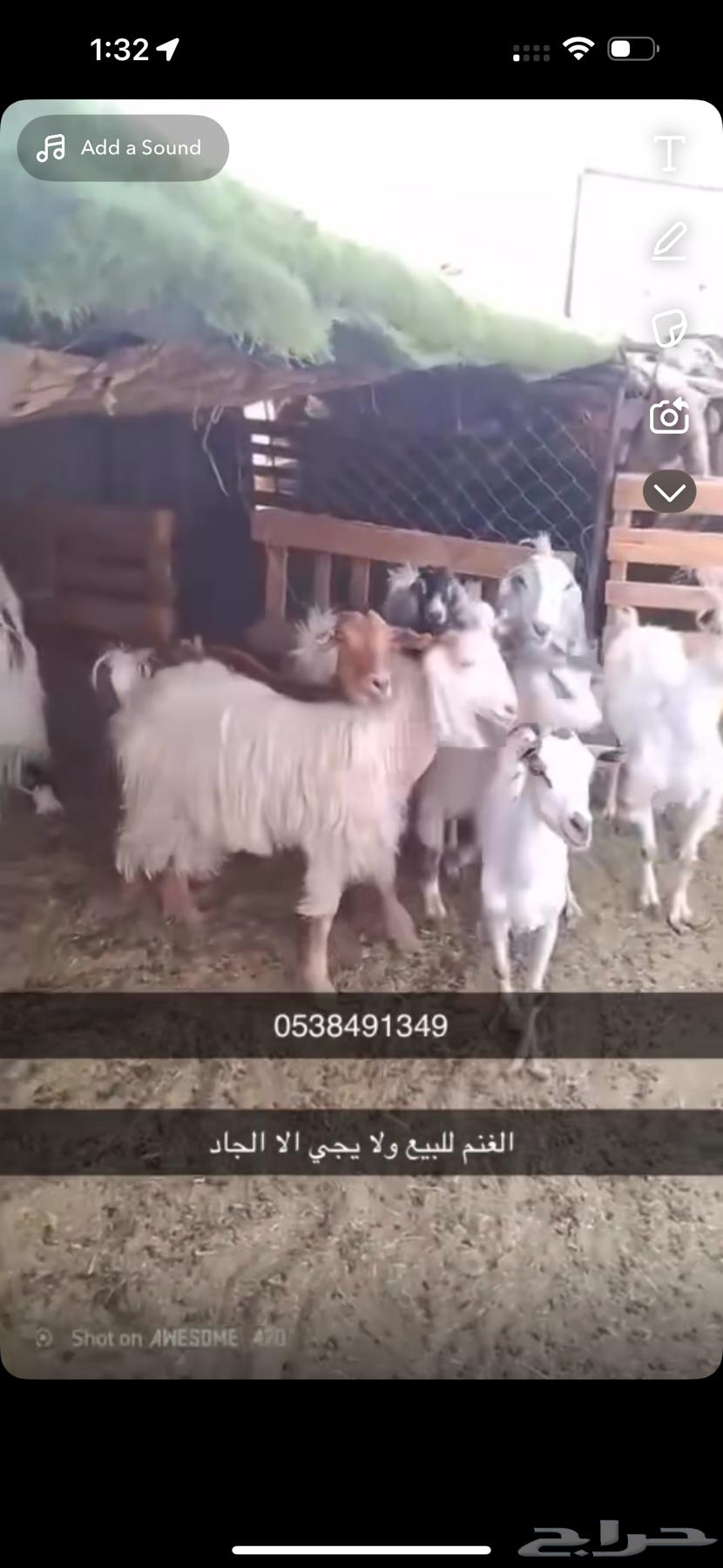 Najdi sheep63676292725891111