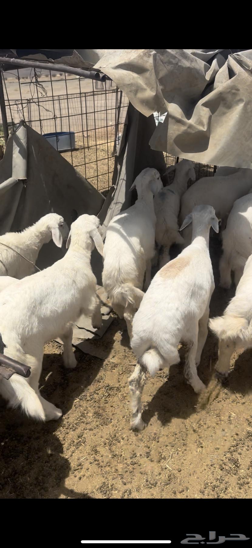 I'm selling 950 sheep, and whoever wants the rakhals separately, I'll sell them separately63680280787457114