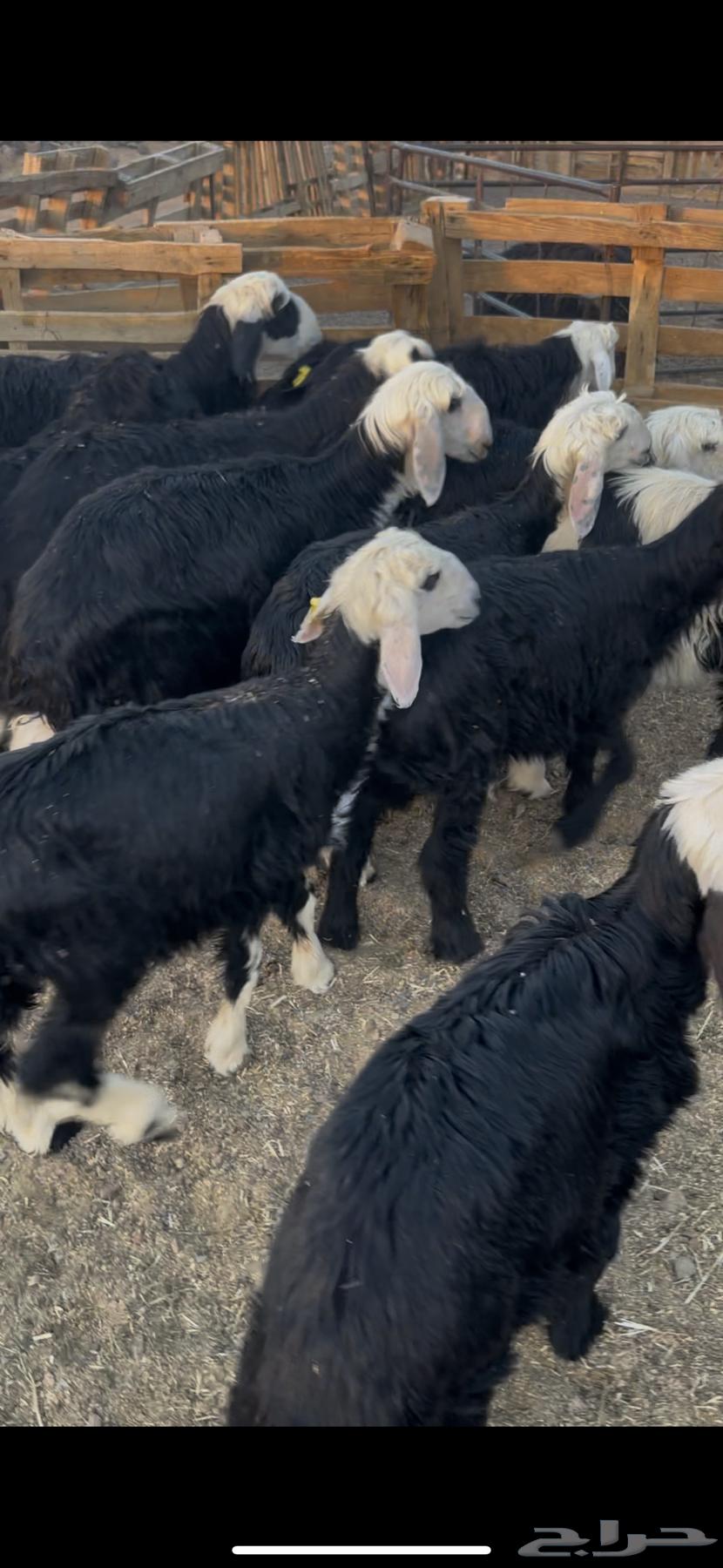 للبيع بهم نجد63676469522305114