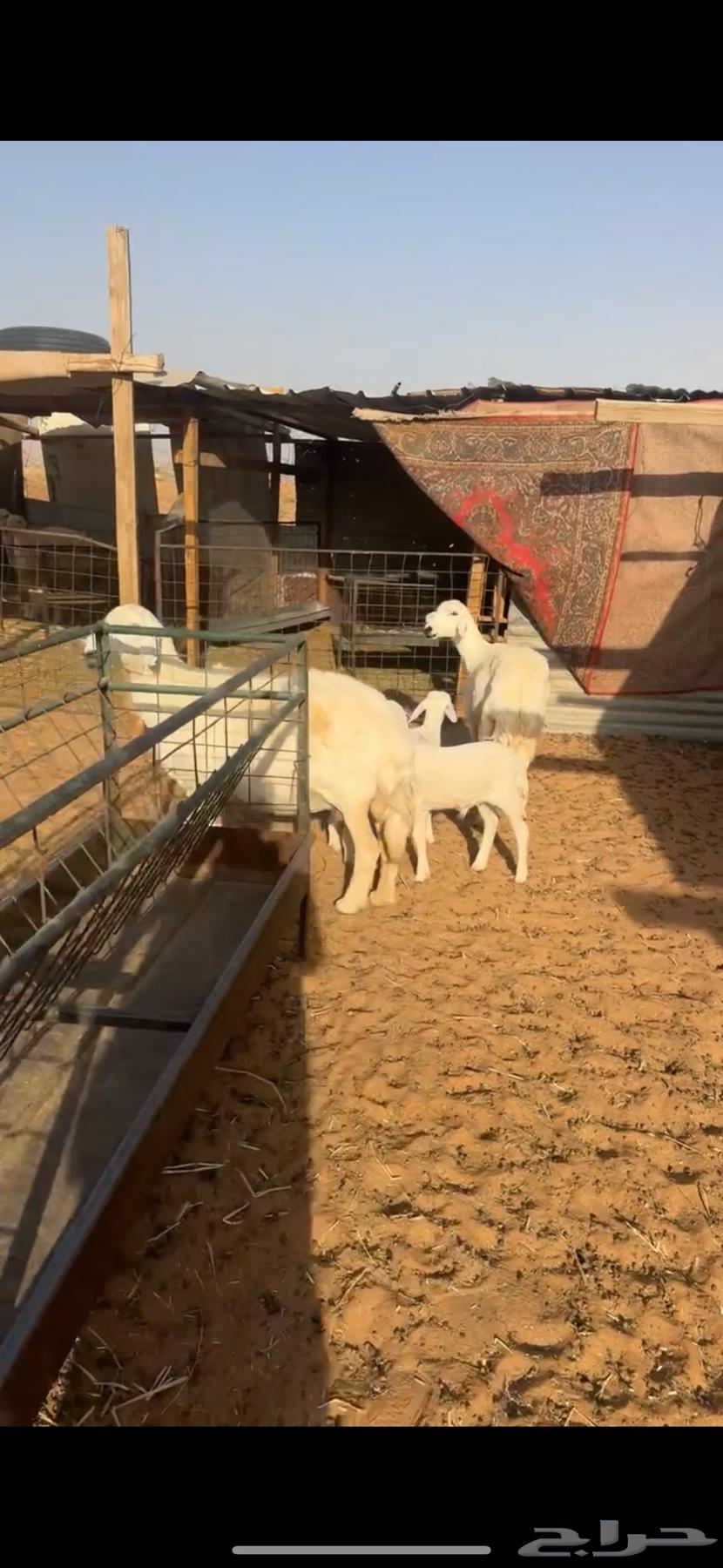 للبيع شاتين تحتها ثنين63677854229506111