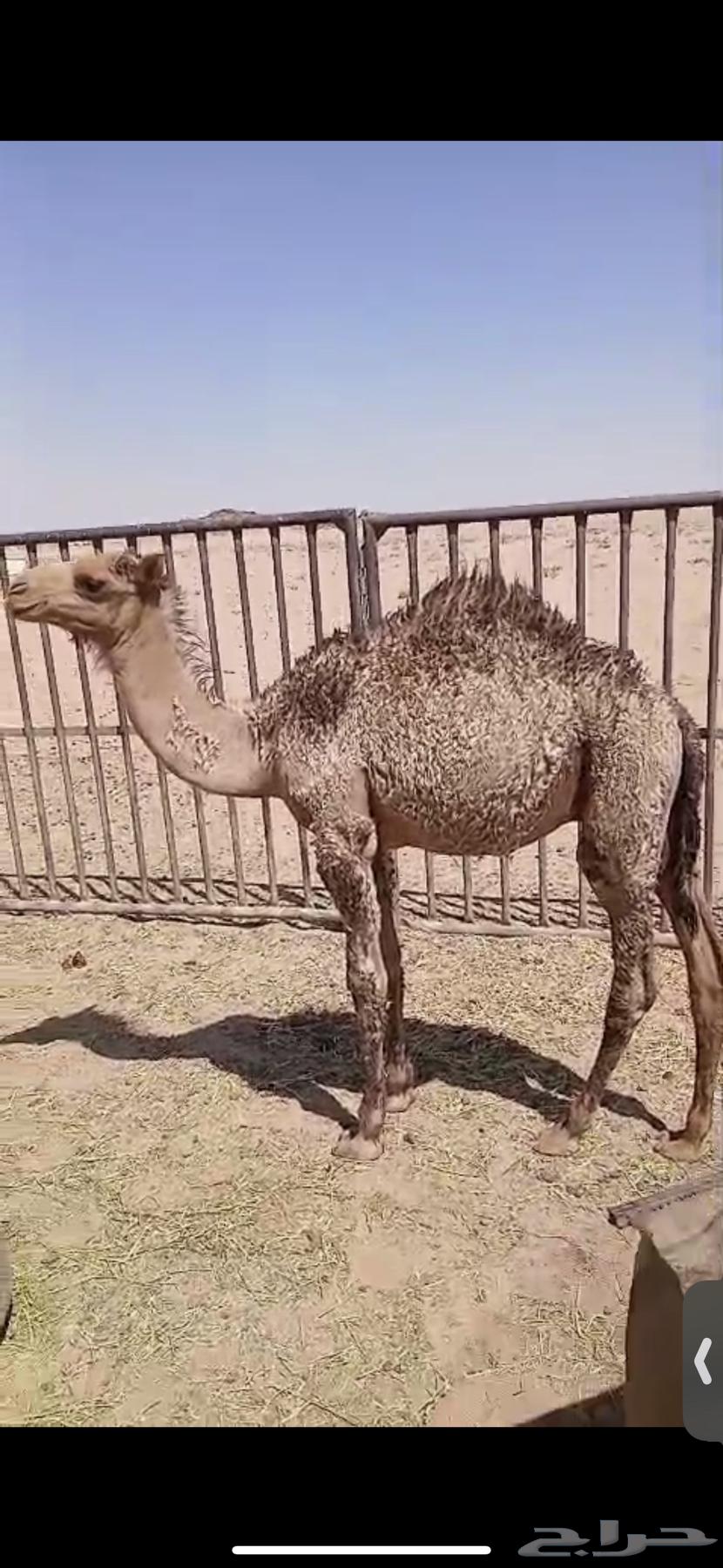 للبيع حاشي تربيه تحت امه عمره اربع اشهر واثنين حشو عمار 6اش63679337235843110