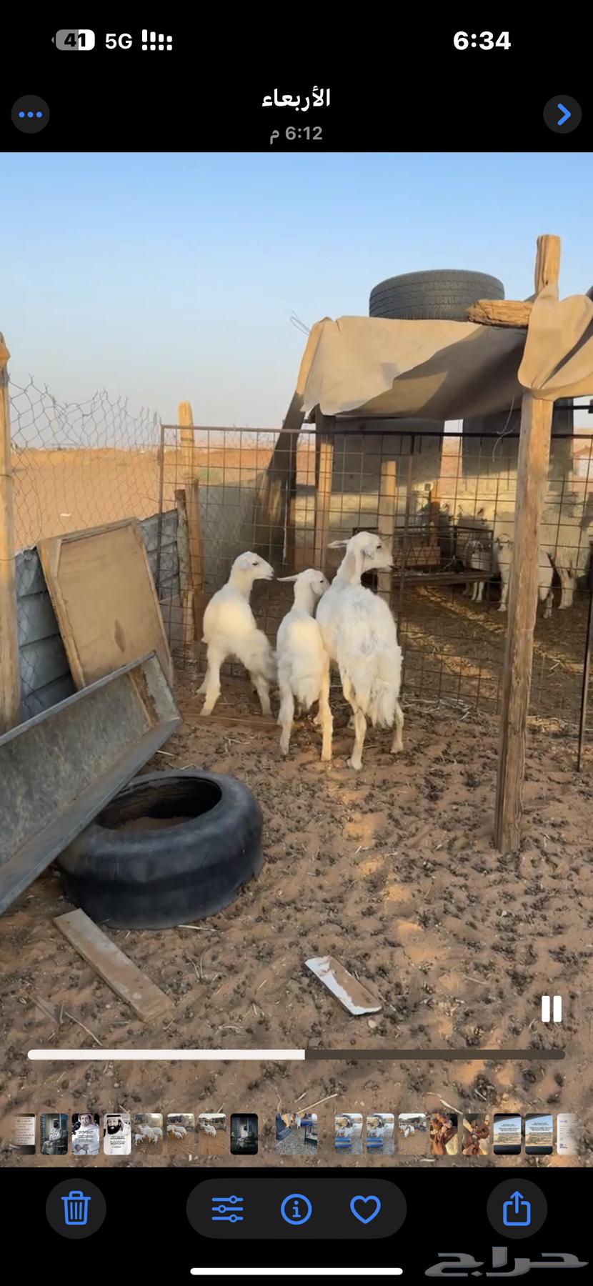Sheep for sale with camel and goat63677938108929111