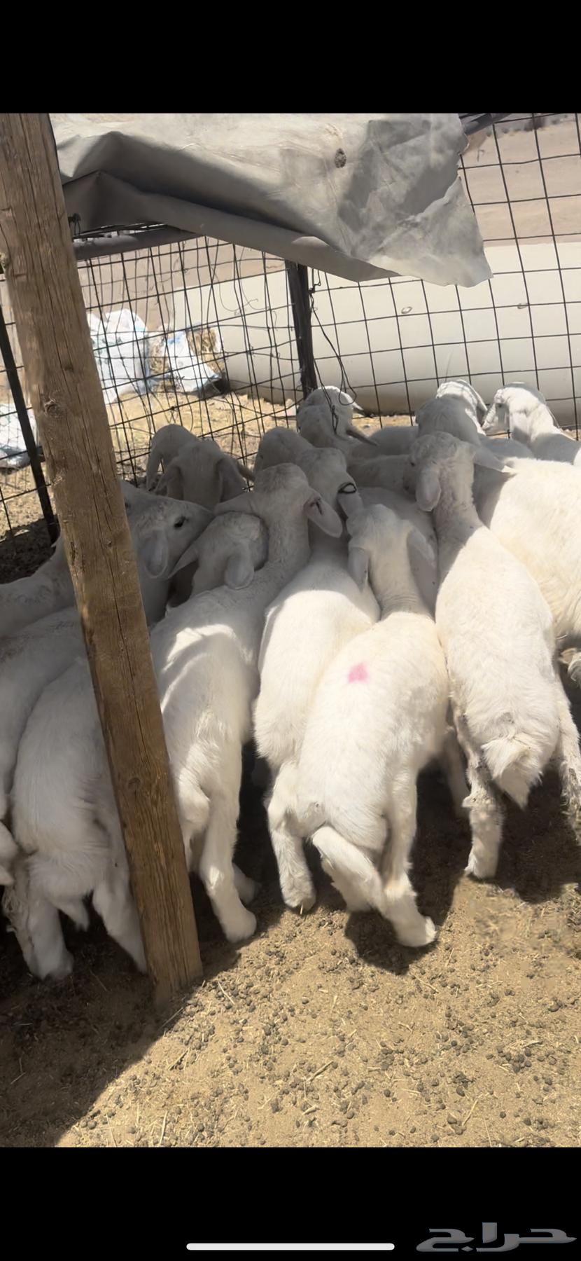 I'm selling 950 sheep, and whoever wants the rakhals separately, I'll sell them separately63680280787457113