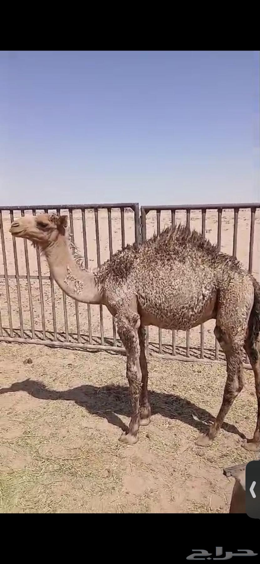 للبيع حاشي تربيه تحت امه عمره اربع اشهر واثنين حشو عمار 6اش63679337235843111
