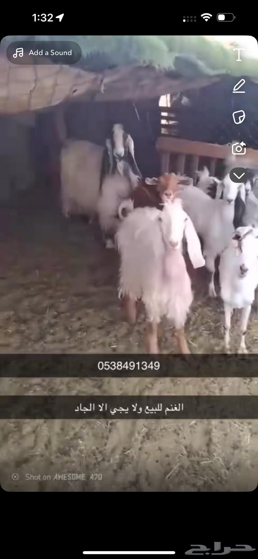 Najdi sheep63676292725891110