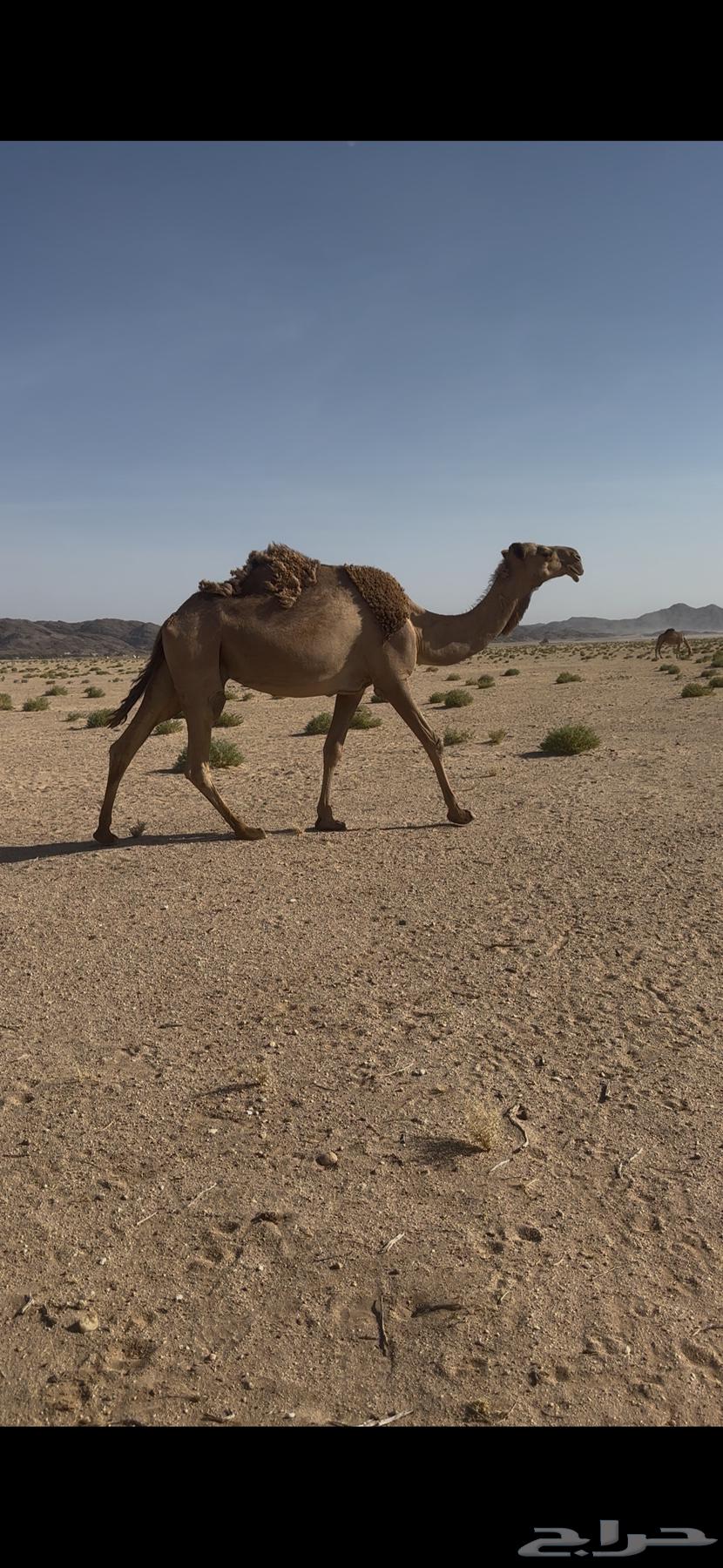 الموقع الدوادمي الشعراء63679121186817110
