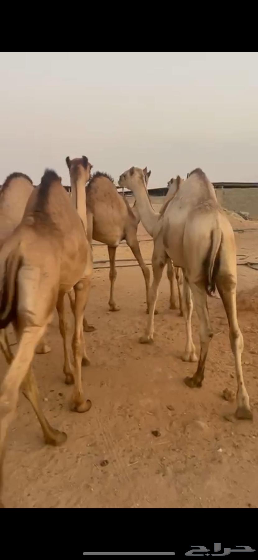 قعدان للبيع63679119016961113