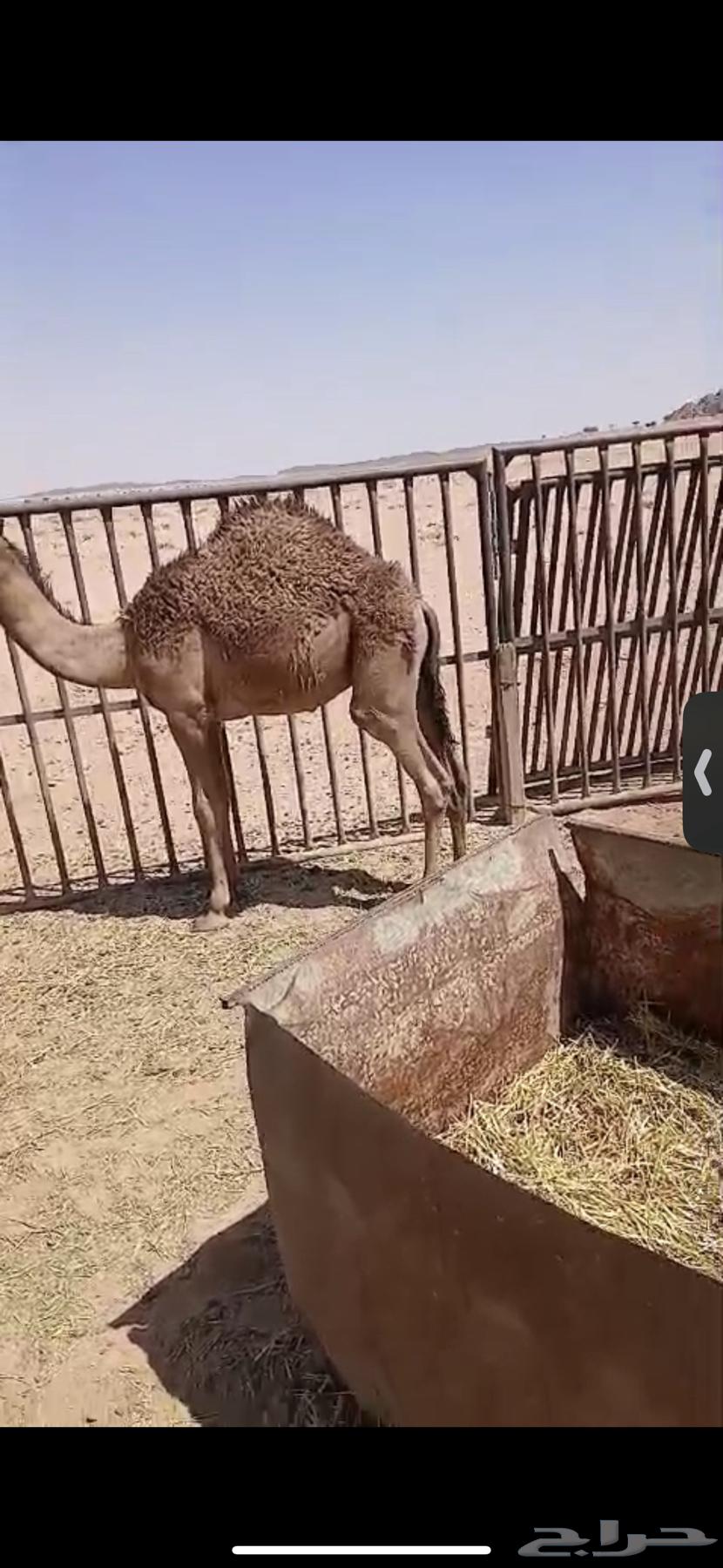 للبيع حاشي تربيه تحت امه عمره اربع اشهر واثنين حشو عمار 6اش63679337235843114