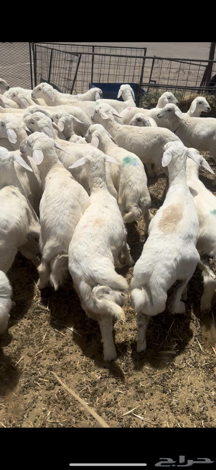 I'm selling 950 sheep, and whoever wants the rakhals separately, I'll sell them separately63680280787457110