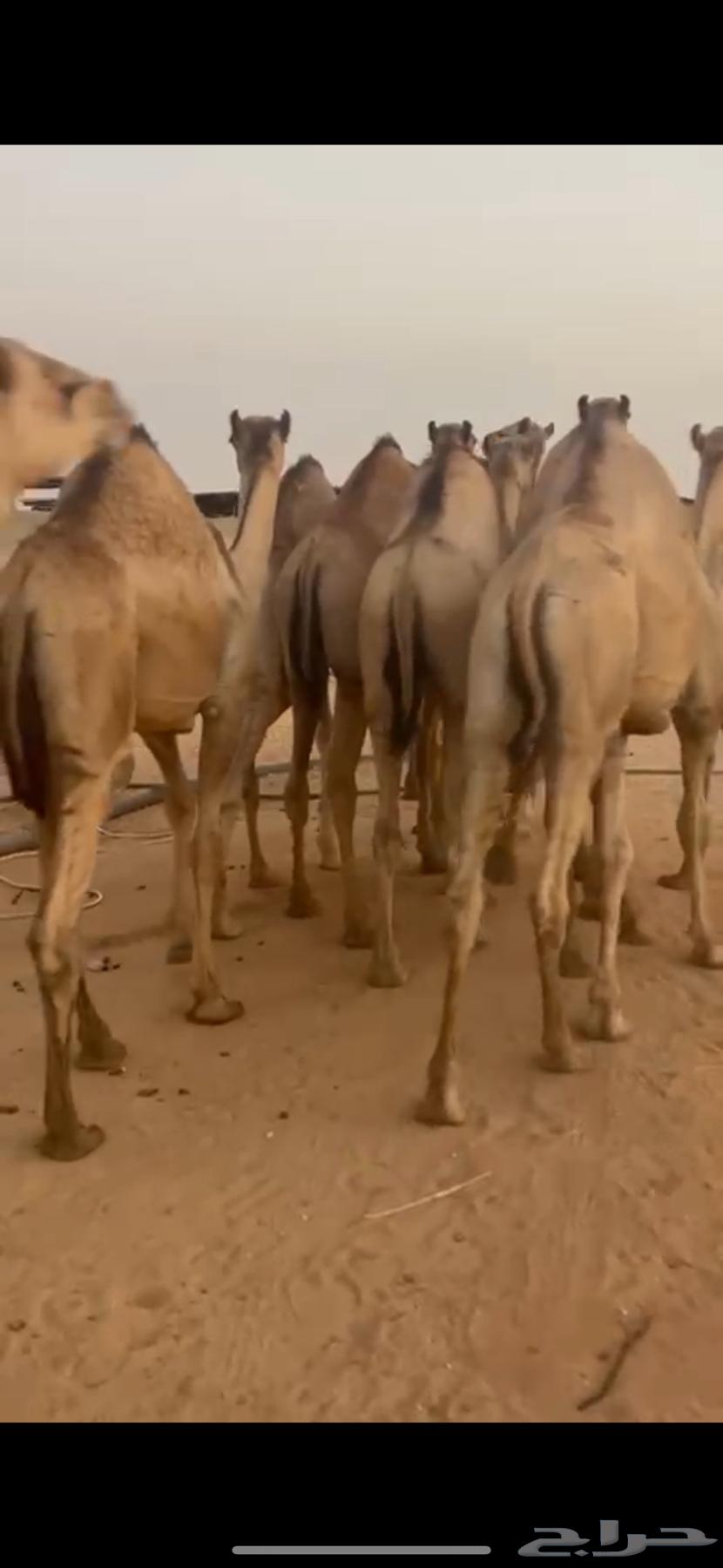 قعدان للبيع63679119016961111