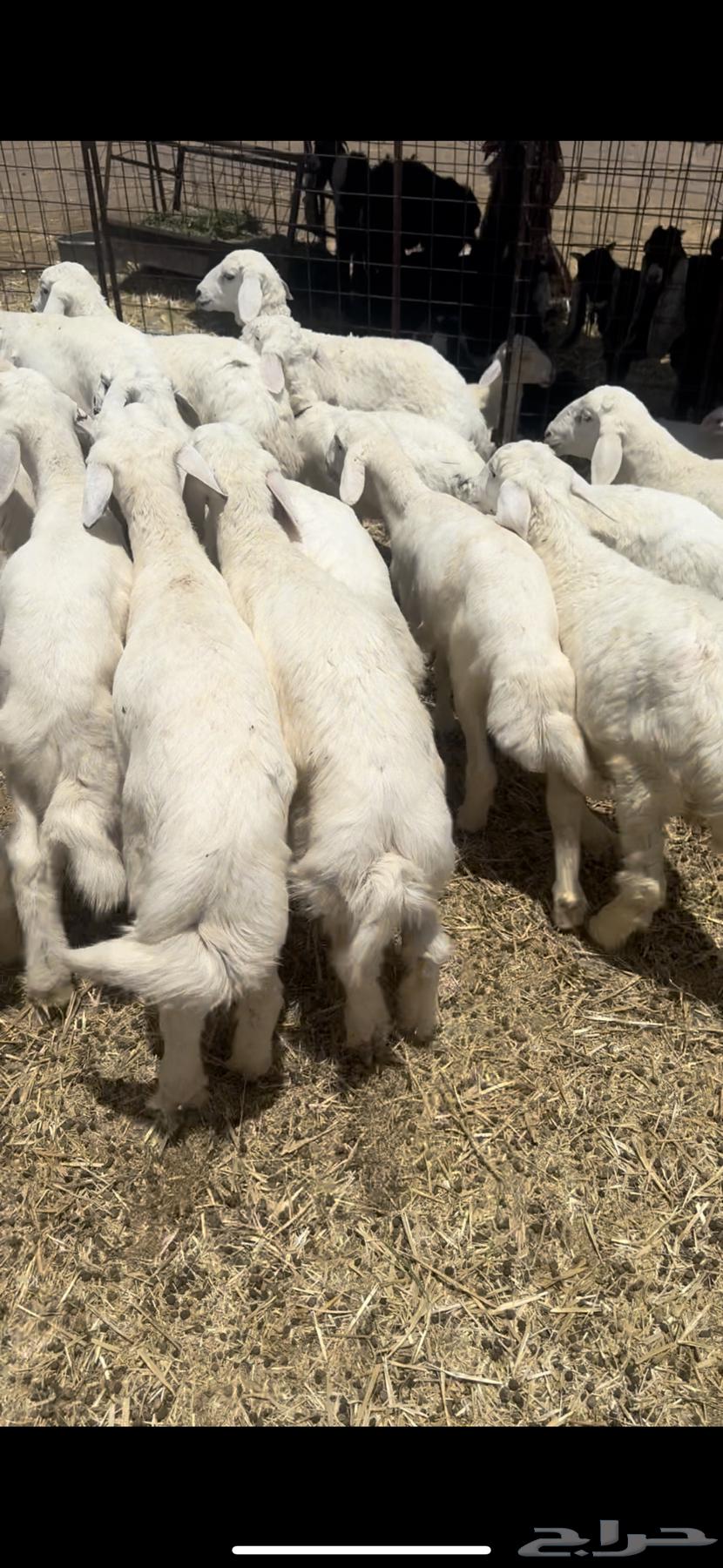 I'm selling 950 sheep, and whoever wants the rakhals separately, I'll sell them separately63680280787457112