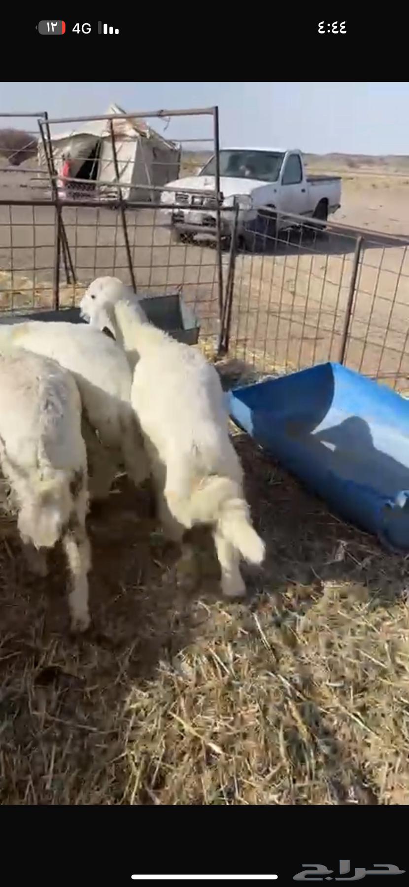 I'm selling 950 sheep, and whoever wants the rakhals separately, I'll sell them separately63680280787457111