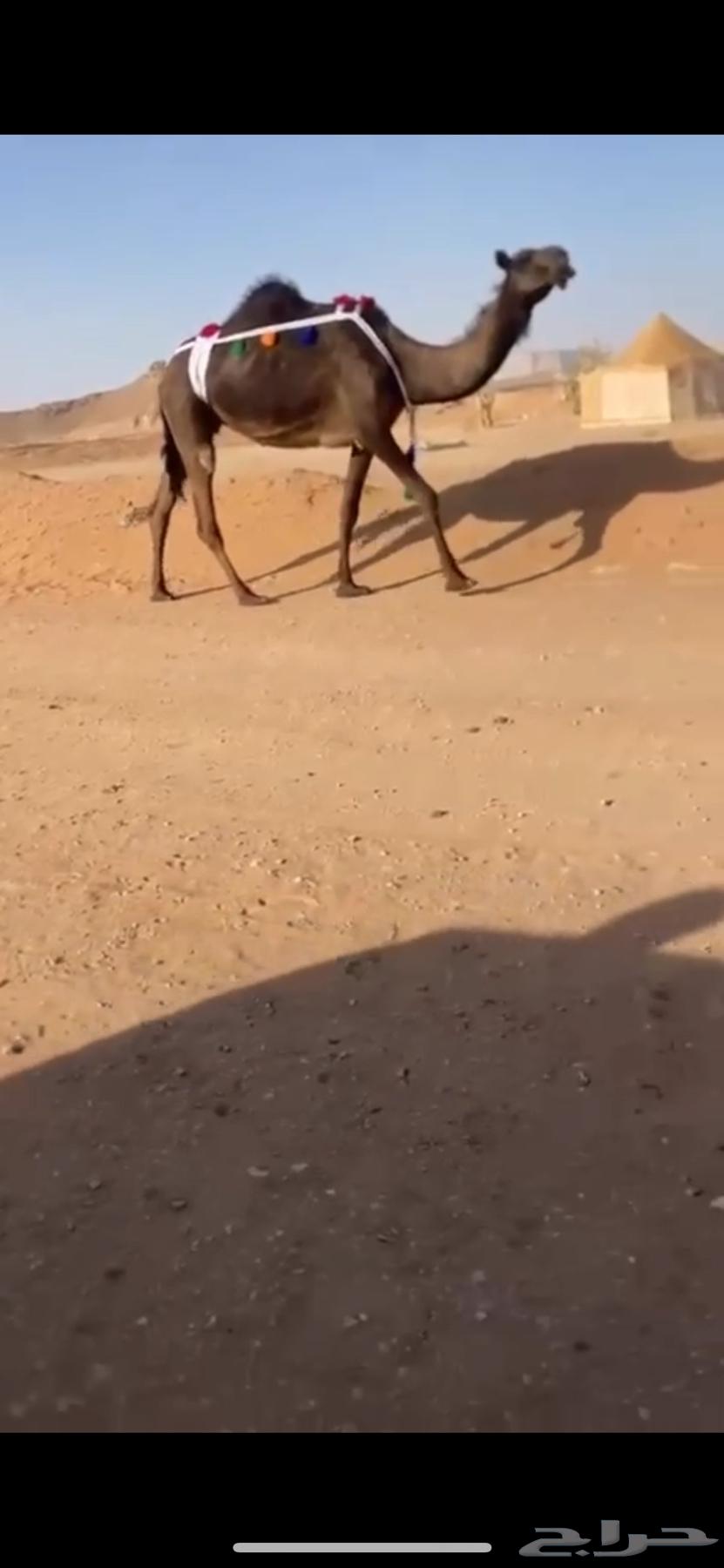 ناقة63676735468931111