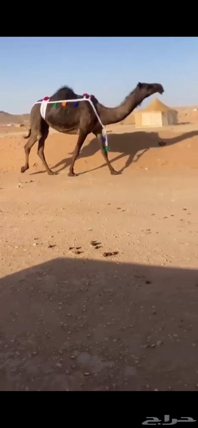 ناقة63676735468931110