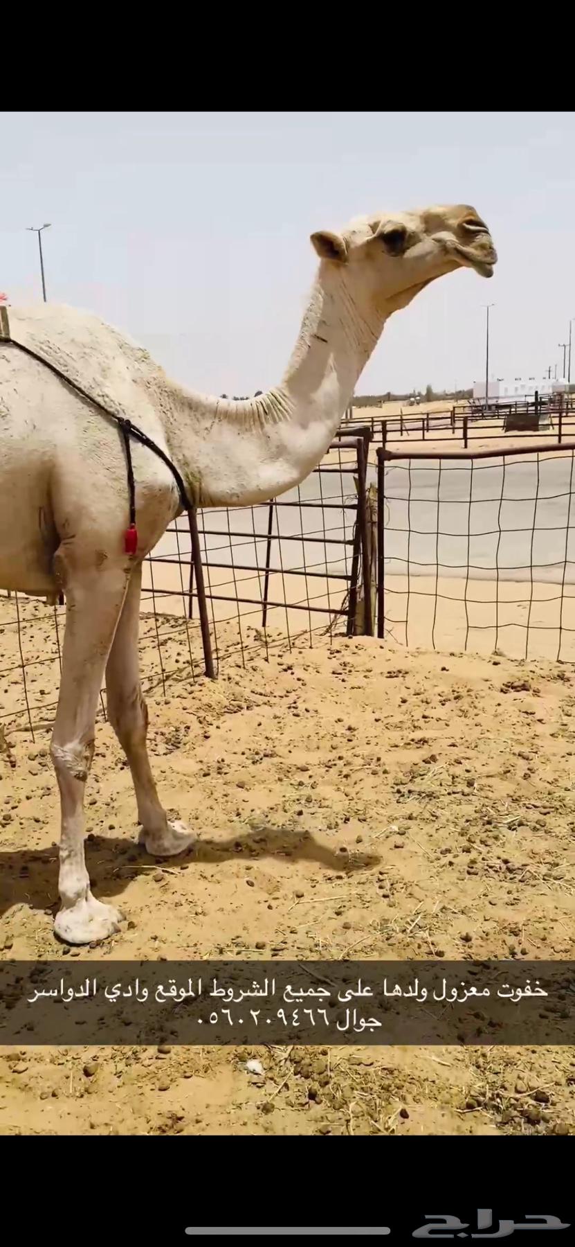 ضروبه طيبه63680097064577112