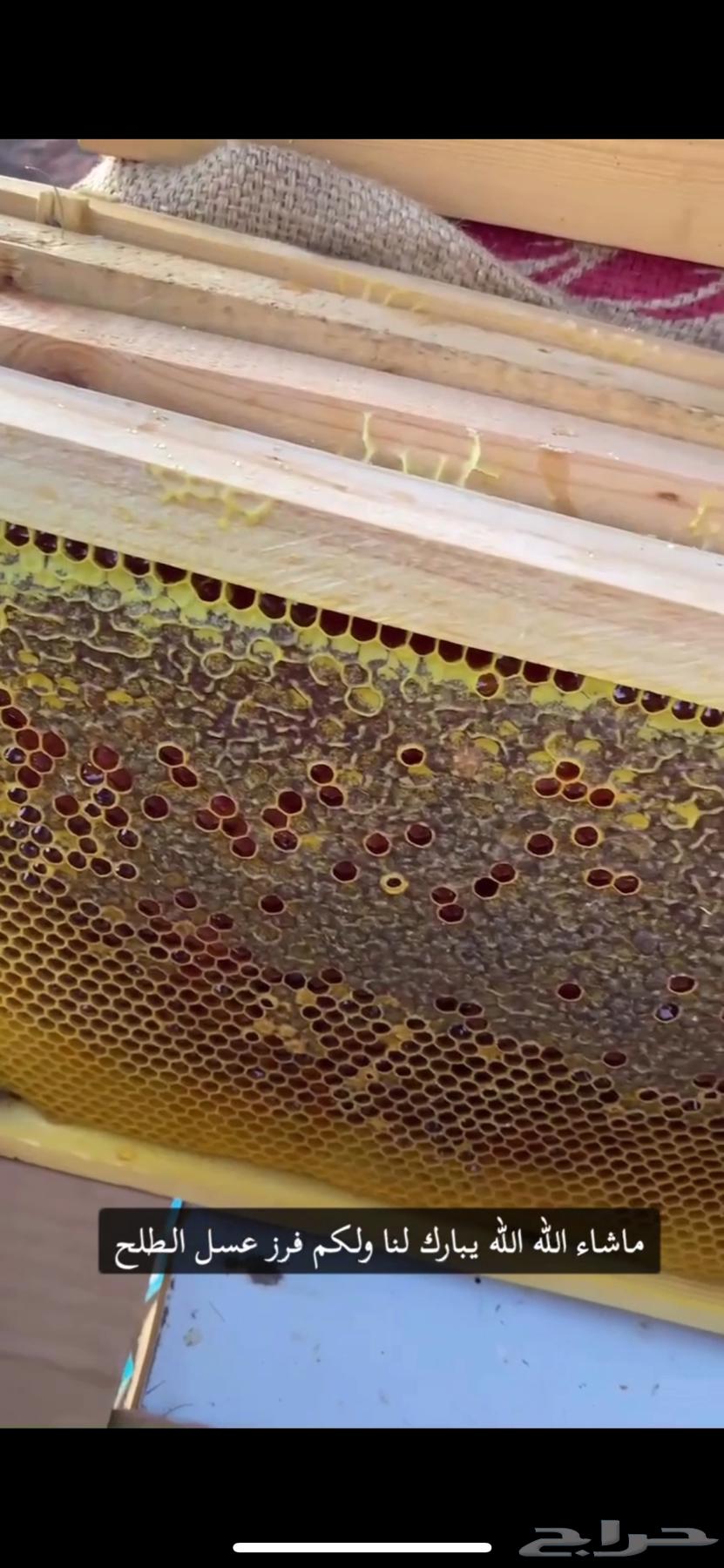 Hail Sidr Honey, Don't Pay a Single Riyal63679655799554114