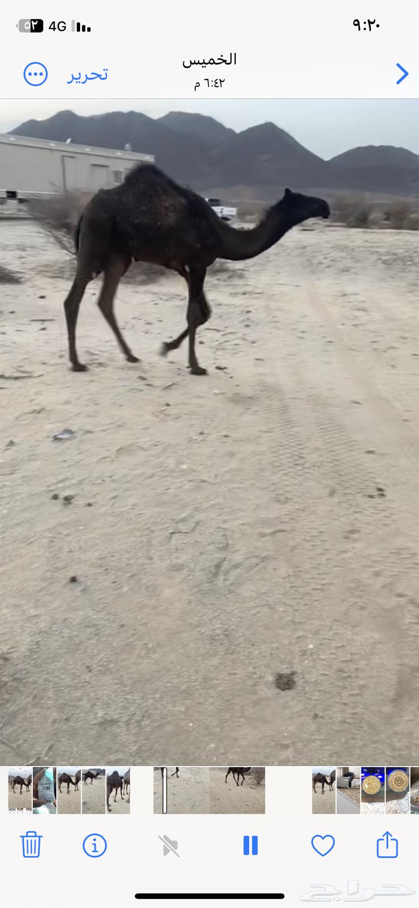 قعود للبيع63678560741506114