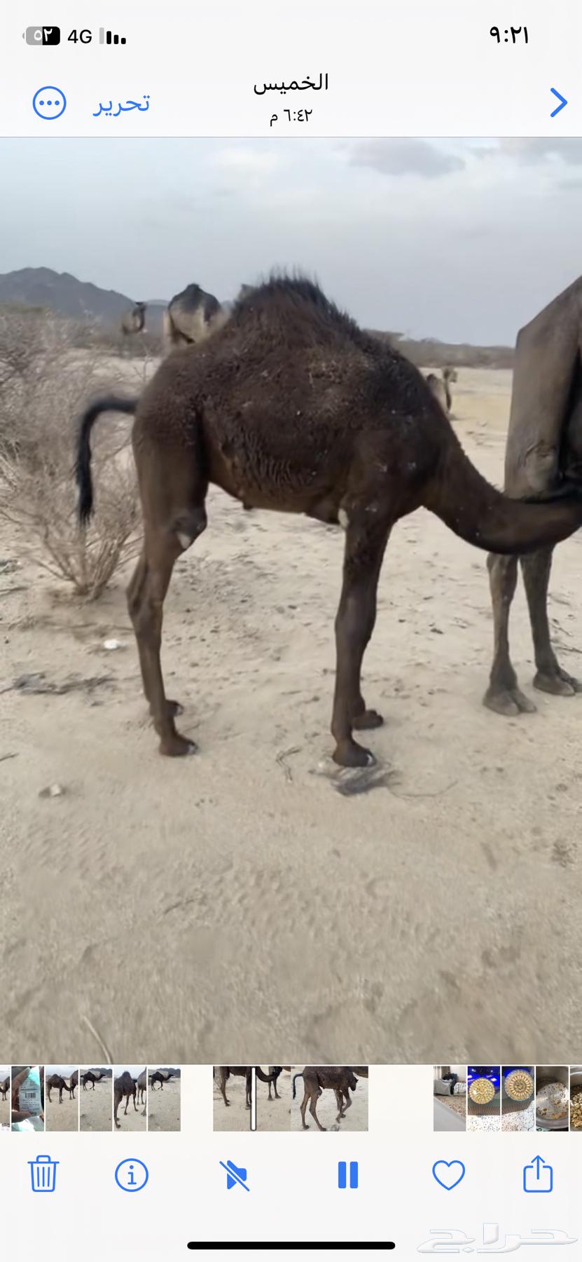 قعود للبيع63678560741506110