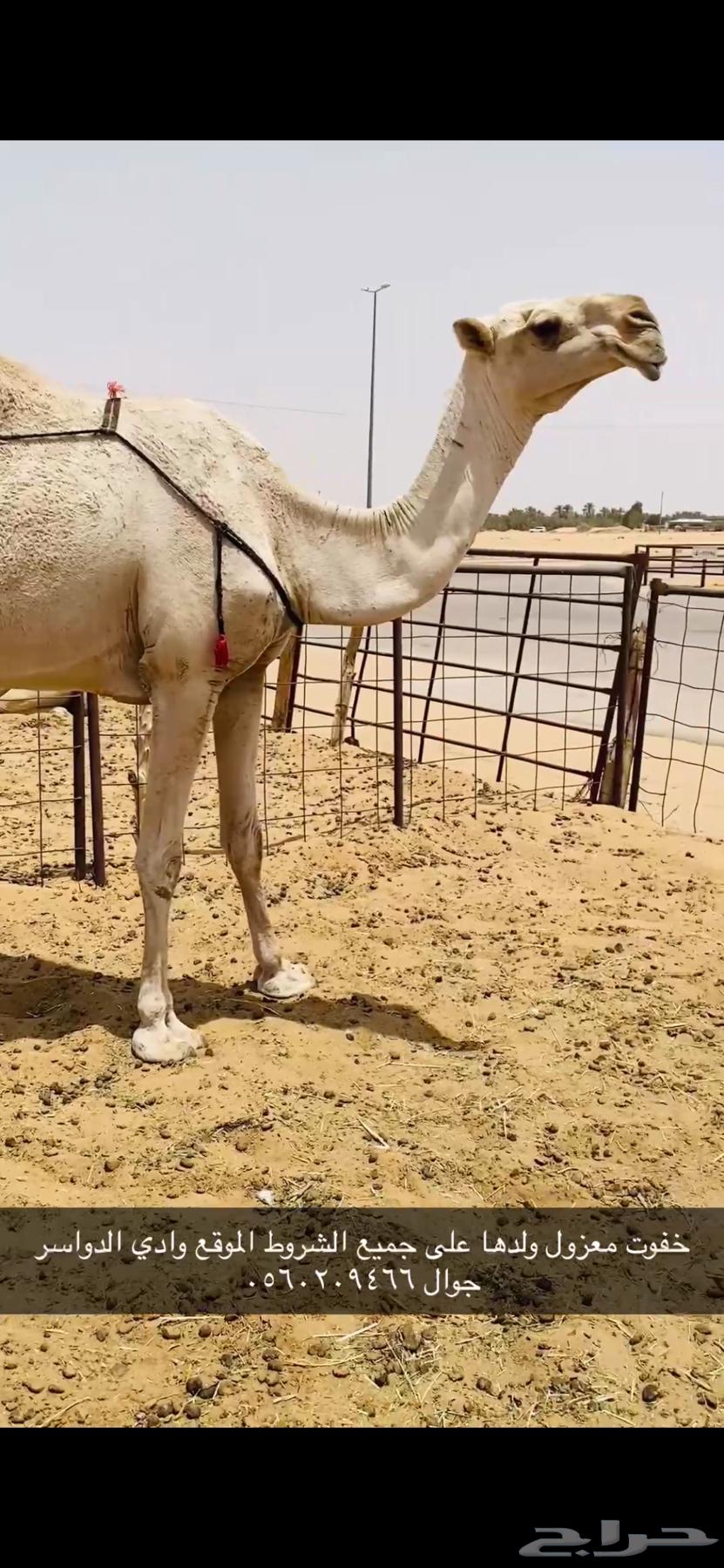 ضروبه طيبه63680097064577110