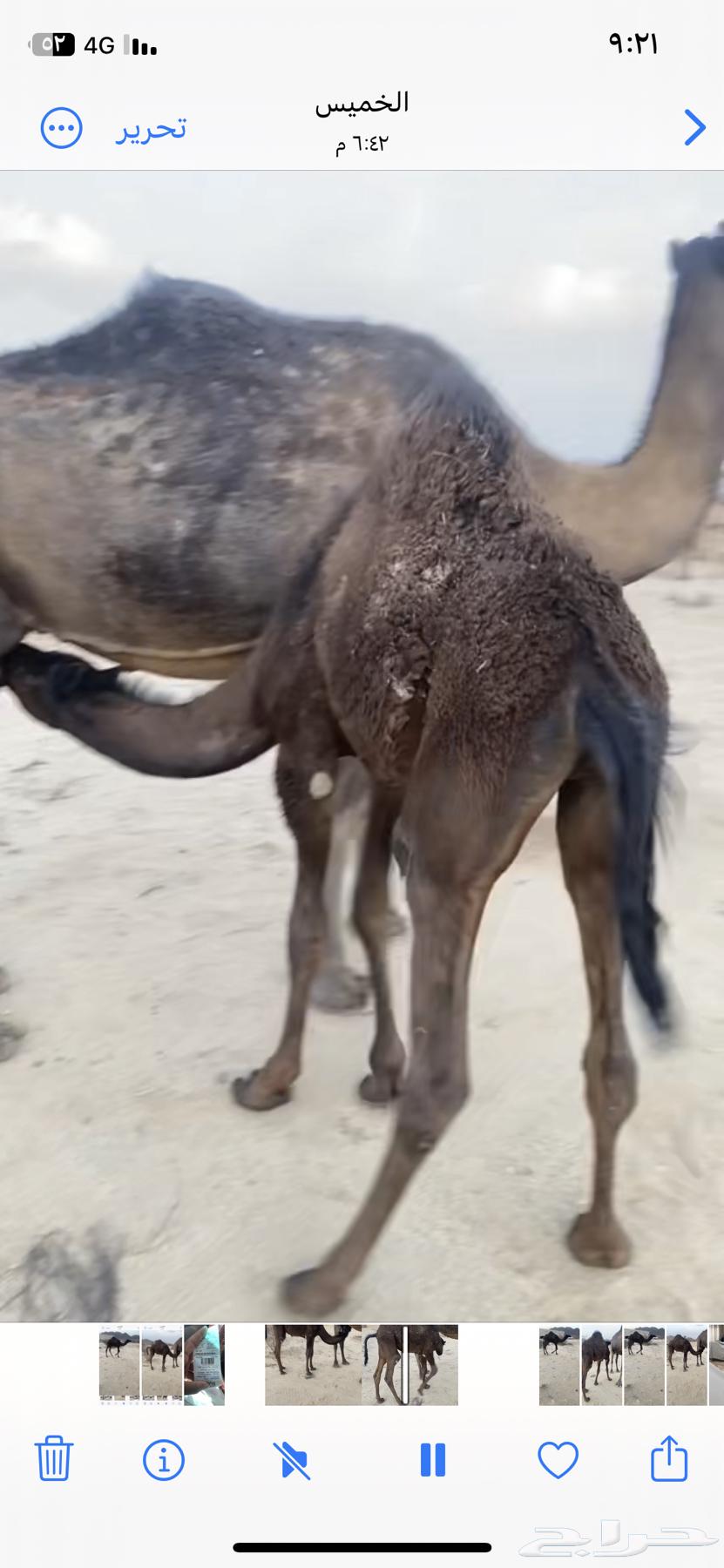 قعود للبيع63678560741506112