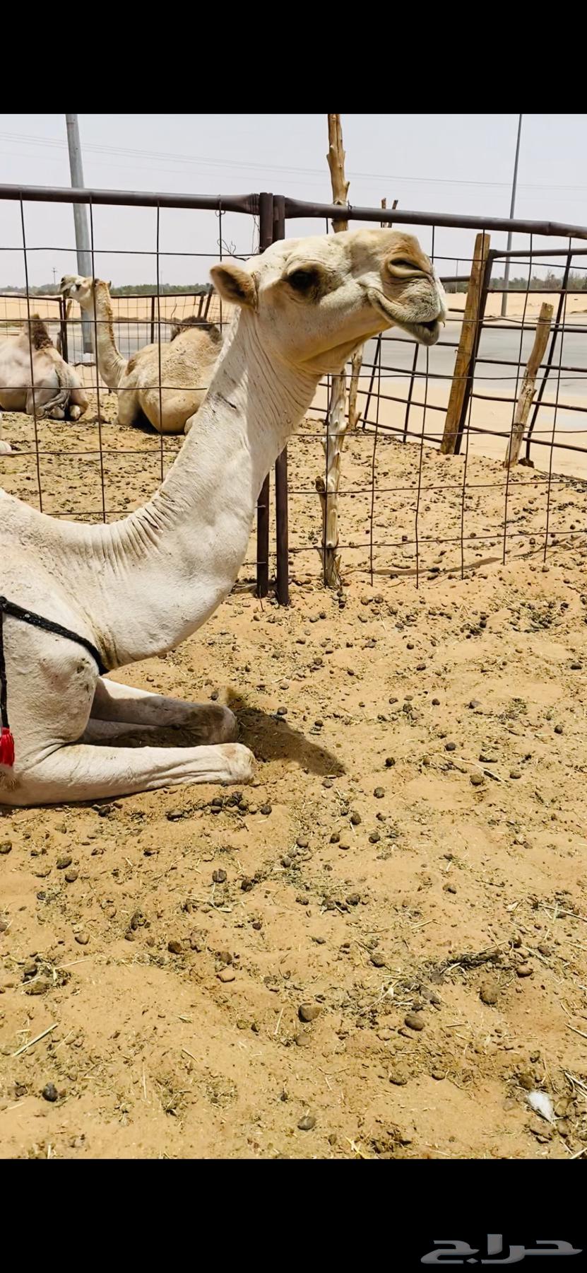ضروبه طيبه63680097064577113