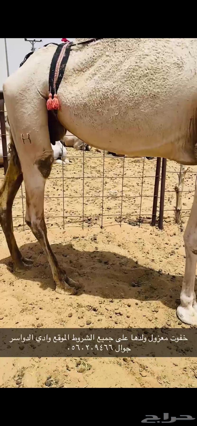 ضروبه طيبه63680097064577111