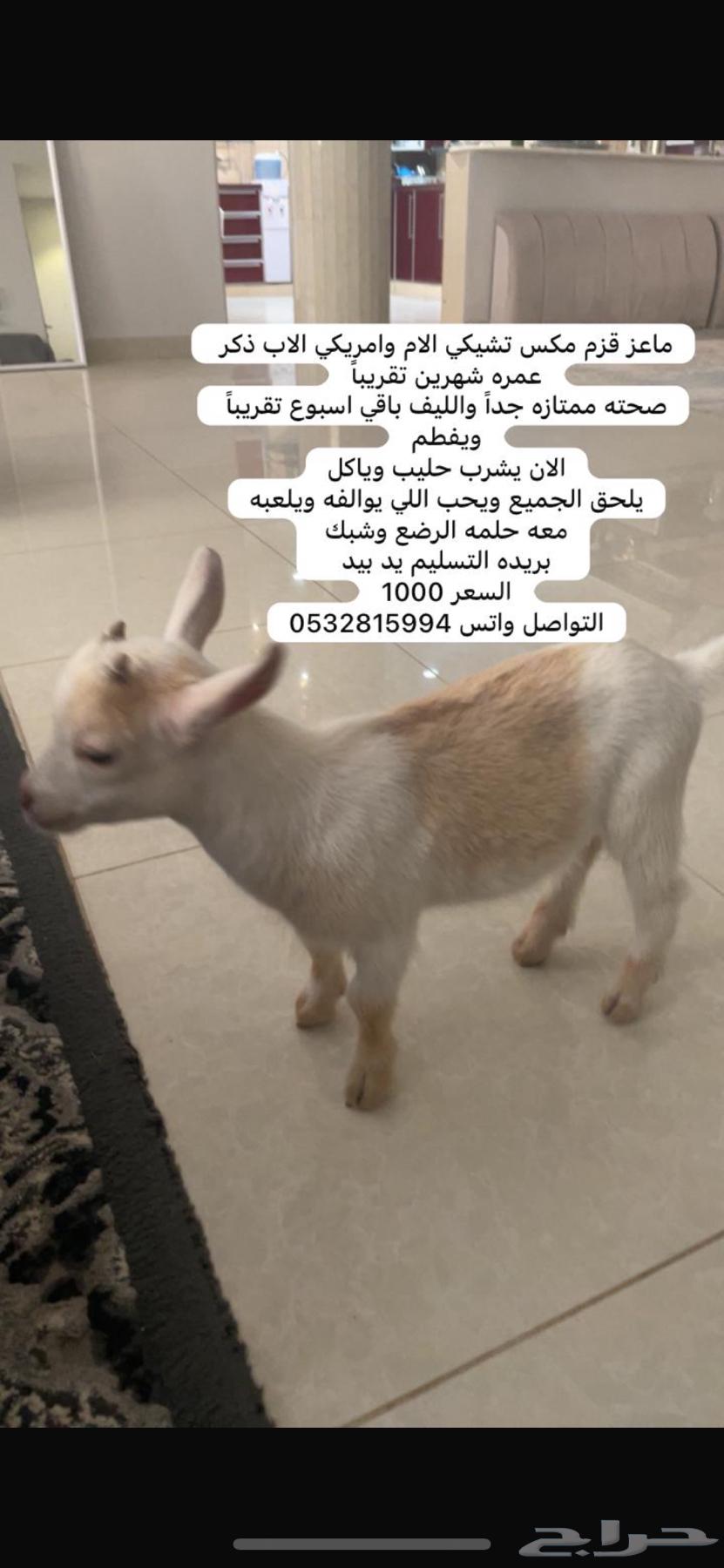 Dwarf Goat63676820465410110